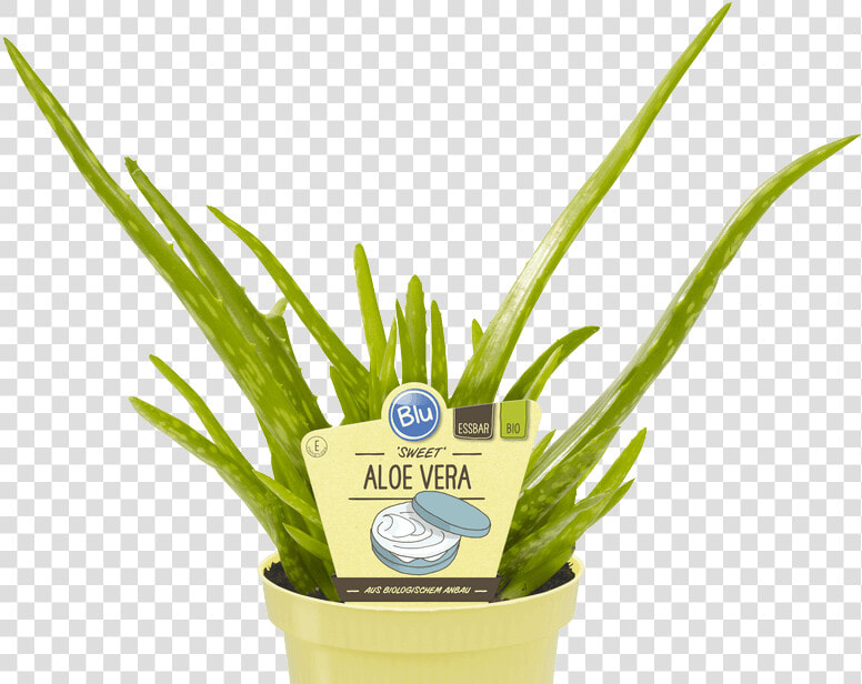 ’sweet‘ Aloe Vera   Aloe Vera Sweet Rezepte  HD Png DownloadTransparent PNG