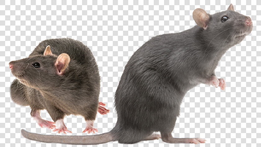 Rat Shutterstock  HD Png DownloadTransparent PNG