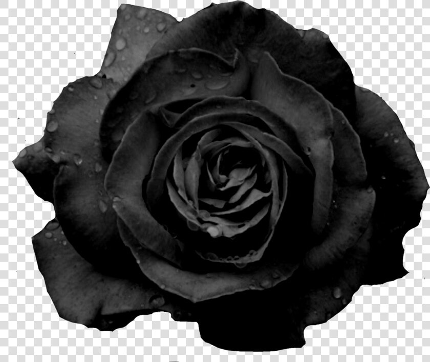  blackrose  freetoedit   Black Rose Flower Png  Transparent PngTransparent PNG