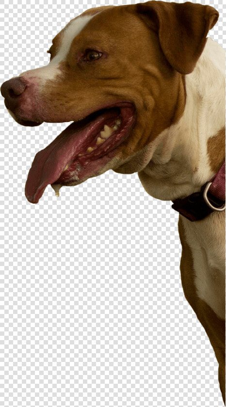 Pitbull Mix Rescue   Dog Yawns  HD Png DownloadTransparent PNG