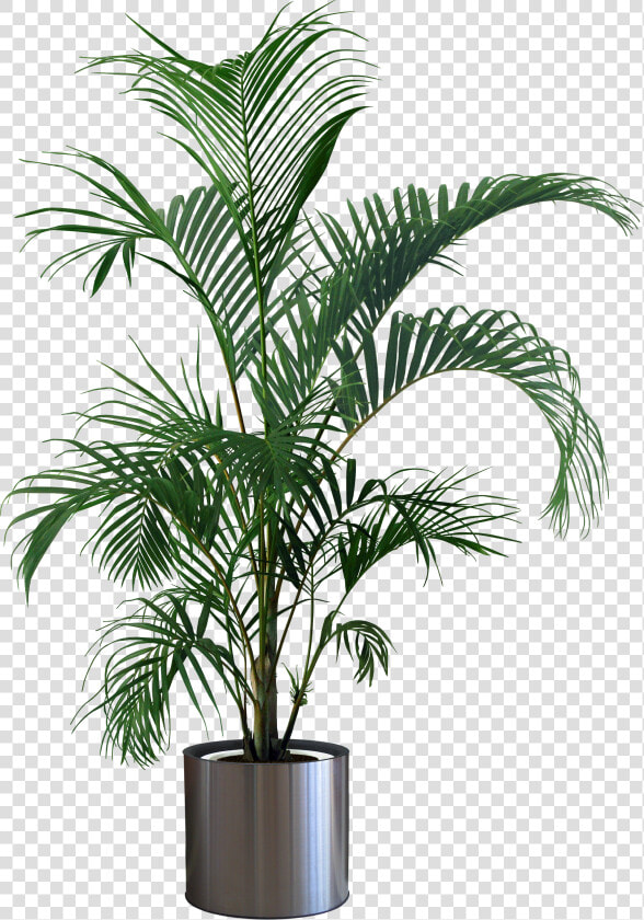 Plants Plant Flowerpot Gardening Houseplant Indoor   Transparent Background Potted Plant Png  Png DownloadTransparent PNG