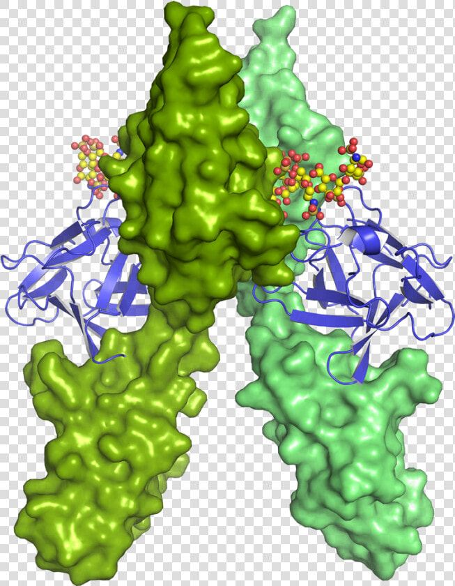 Fgf Basic Bound To Fgfr1 heparin Complex   Illustration  HD Png DownloadTransparent PNG