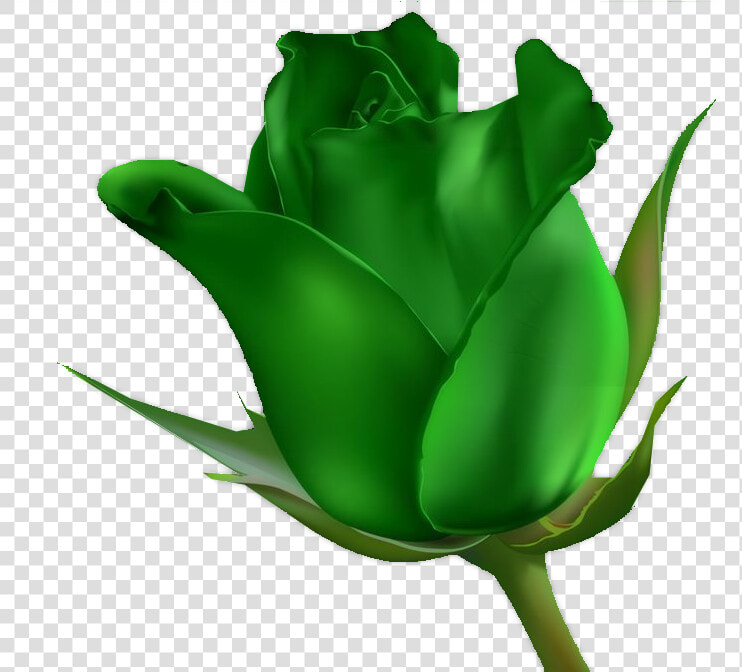 Floribunda  HD Png DownloadTransparent PNG