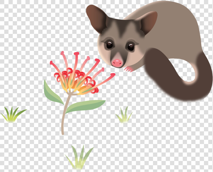 Cscc Walert Possum Rgb   Marsupial  HD Png DownloadTransparent PNG