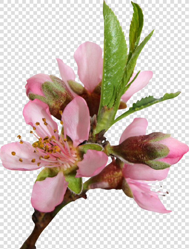 Blossom Png Transparent Image   Peach Blossom Transparent Background  Png DownloadTransparent PNG