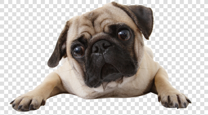 Perro  Png  And Pug Image   Do Pugs Not Drugs  Transparent PngTransparent PNG