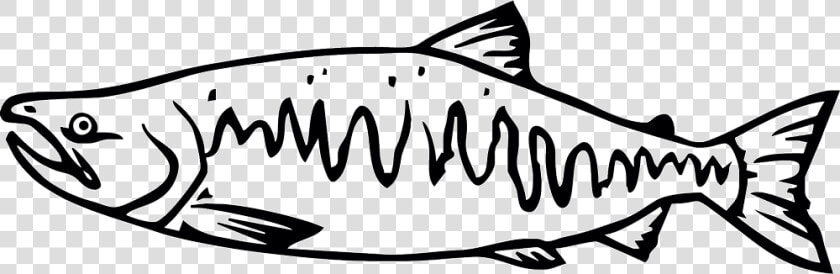 Salmon Clipart Tiny Fish   Chinook Salmon Black And White  HD Png DownloadTransparent PNG