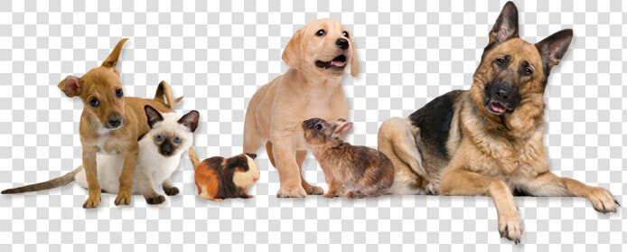  dog  dogs  cat  cats  rabbit  bunny  animals  terrieasterly   Veterinarian Dog And Cat  HD Png DownloadTransparent PNG