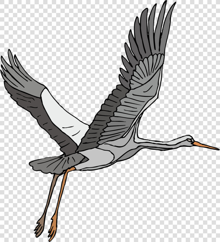 Stork Vector Heron   Crane Bird Clip Art Flying  HD Png DownloadTransparent PNG