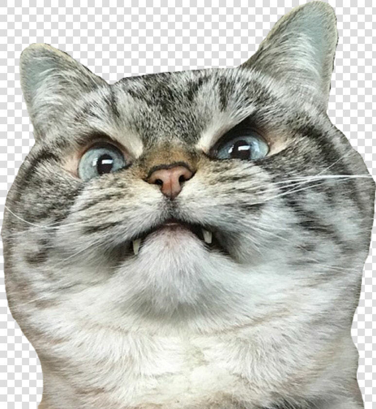  cat  angrycat  angry   Angry Cat Merlin Meme  HD Png DownloadTransparent PNG