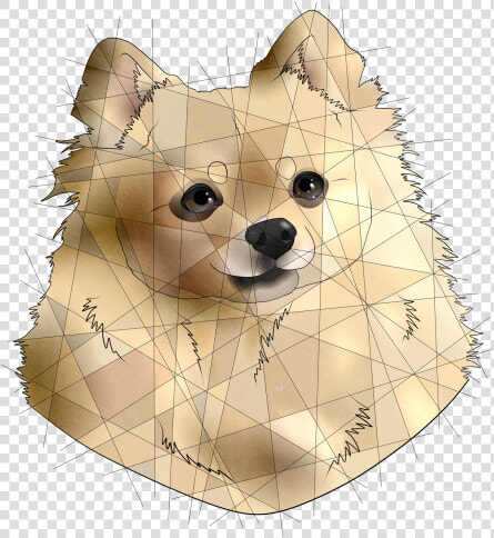 Image   German Spitz Mittel  HD Png DownloadTransparent PNG