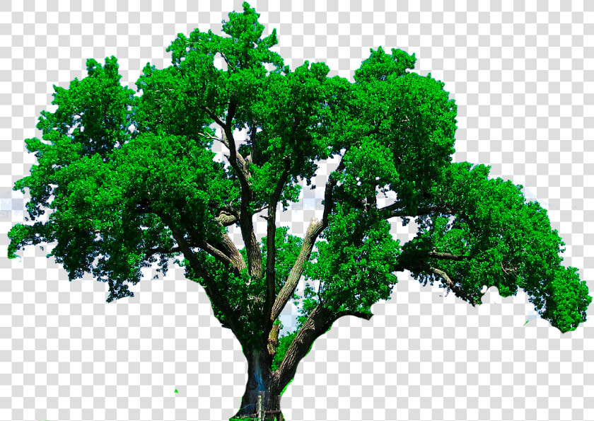 Tree Png  Photoshop Editing Png  Cb Edits Png  New   Transparent Background Oak Tree Png  Png DownloadTransparent PNG