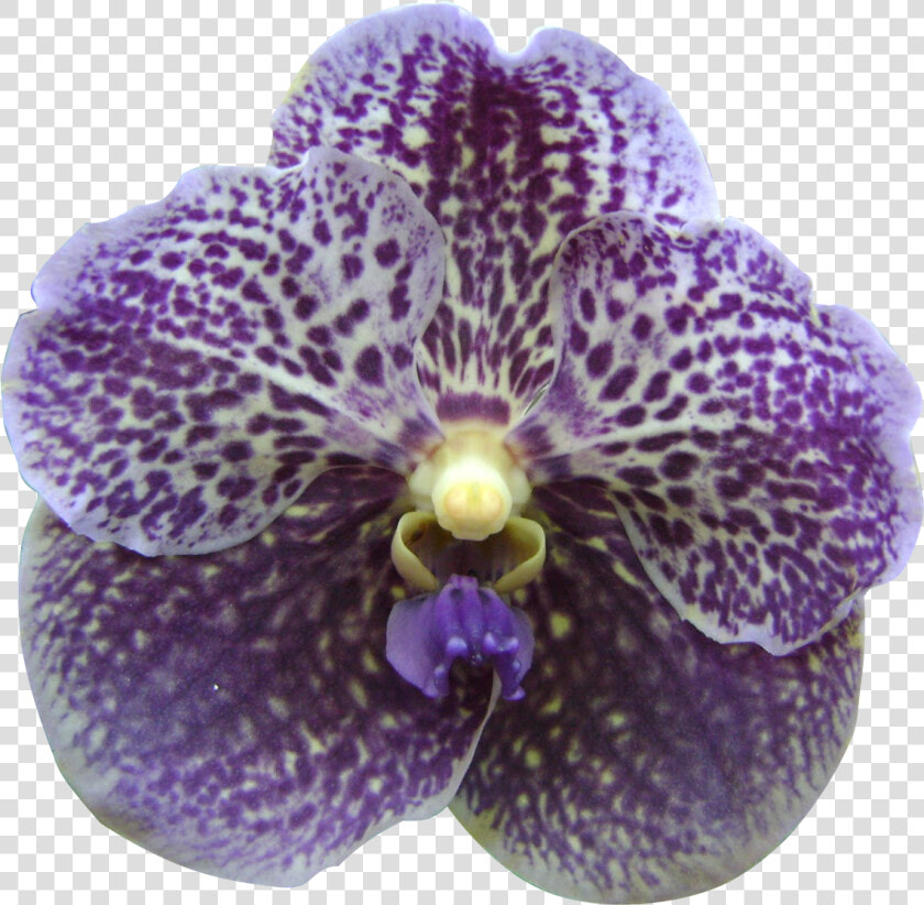 Transparent Orquideas Png   Orchid Flower Singapore Clipart  Png DownloadTransparent PNG