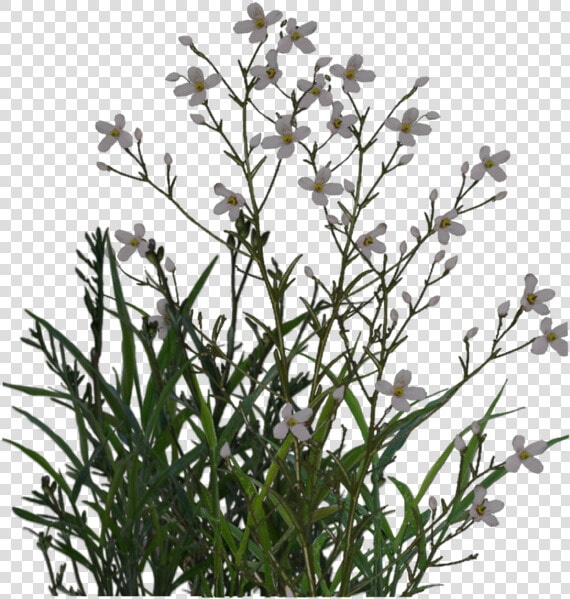 Plant Png Transparent   Shrub Flowers Png Transparent  Png DownloadTransparent PNG