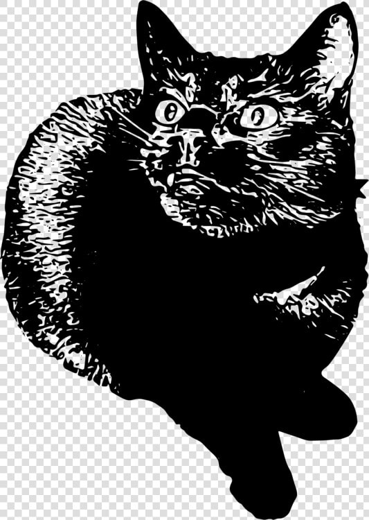 Domestic Short Haired Cat snout monochrome   Domestic Short haired Cat  HD Png DownloadTransparent PNG