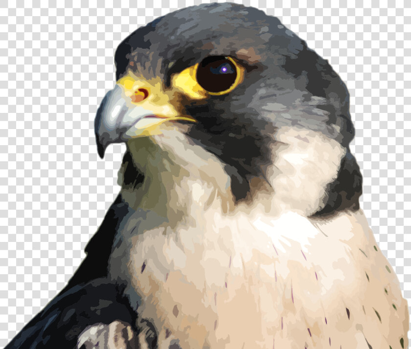 Transparent Peregrine Falcon Png   Hawk  Png DownloadTransparent PNG