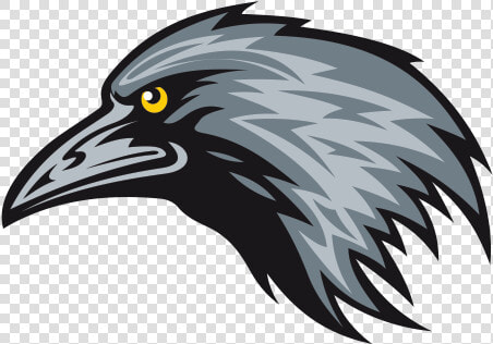 Crow Head Png   Crow Vector Png Hd  Transparent PngTransparent PNG