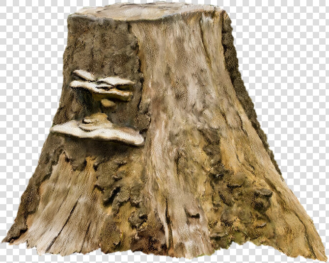 Tree Stump Photography Clip Art   Tree Trunk Stump Png  Transparent PngTransparent PNG