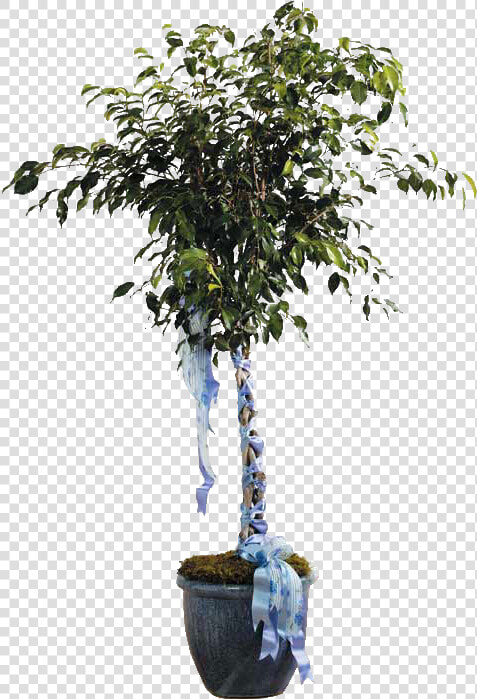 Talleys Florist   Png Download   Ficus Benjamina H 10  Transparent PngTransparent PNG