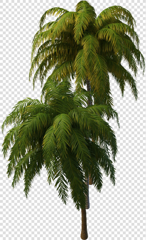 Transparent Tropical Tree Png   Tropical Tree Png  Png DownloadTransparent PNG