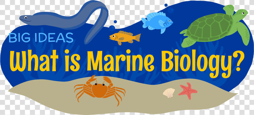 What Is Marine Biology   Marine Biologist Clipart  HD Png DownloadTransparent PNG