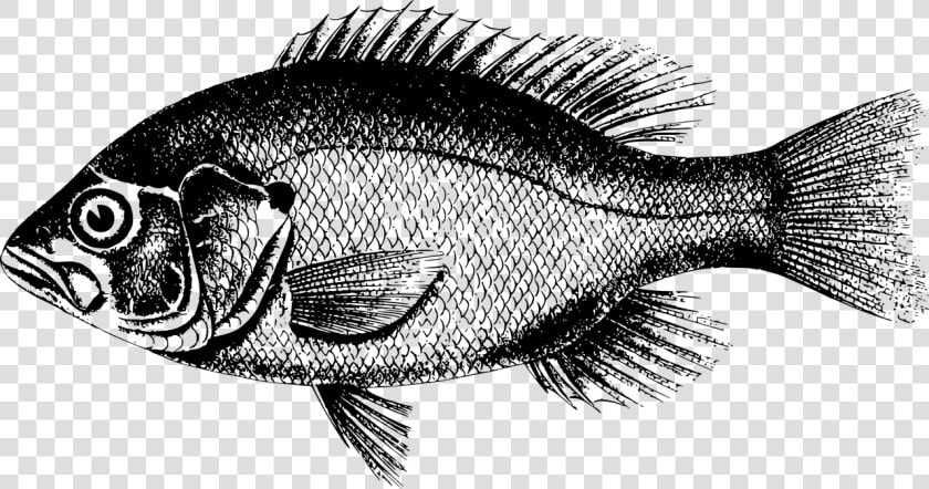 Northern Red Snapper Freshwater Fish Fresh Water Tamsui   Fish Pictures Black And White  HD Png DownloadTransparent PNG