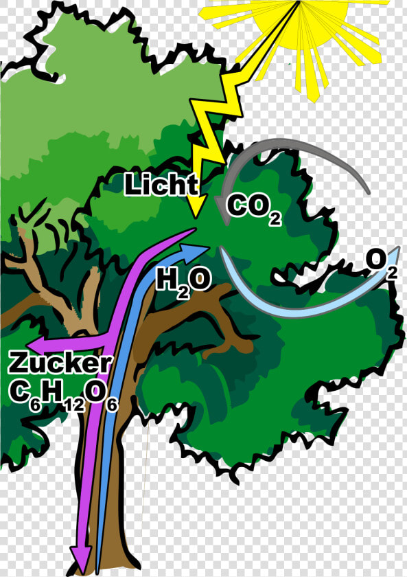 Oak Trees Clip Art   Narra Tree Clip Art  HD Png DownloadTransparent PNG