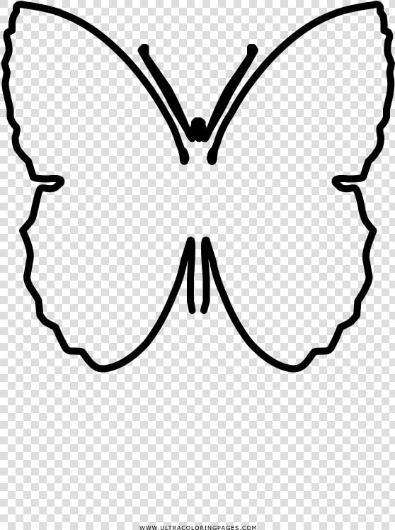 Brush footed Butterflies Butterfly Drawing Coloring   Pieridae  HD Png DownloadTransparent PNG