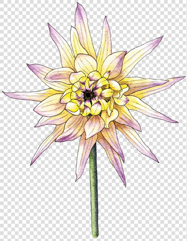 Illustration By Helen Krayenhoff  HD Png DownloadTransparent PNG