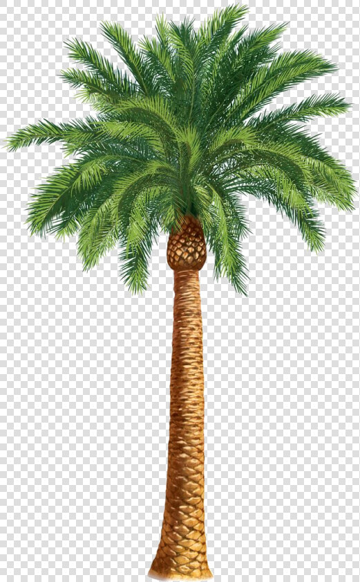 Safari Trees Palm Tree Art Tropical Clip Transparent   Desert Palm Tree Drawing  HD Png DownloadTransparent PNG