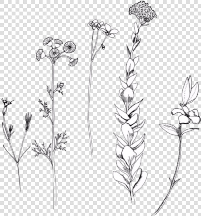  plants  flower  plant  tumblr  grunge   Rupi Kaur Flower Illustrations  HD Png DownloadTransparent PNG