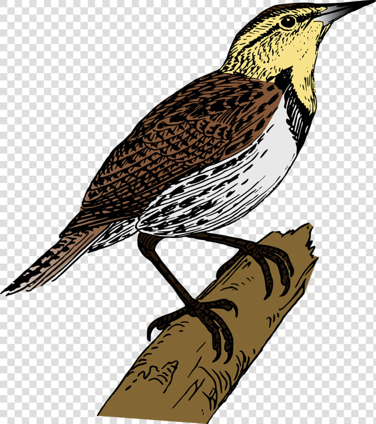 Bird Branch Lark Free Picture   Lark Png  Transparent PngTransparent PNG