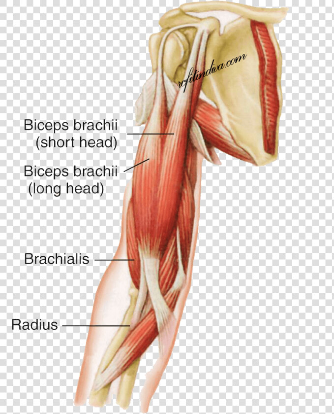 Biceps Brachii  HD Png DownloadTransparent PNG