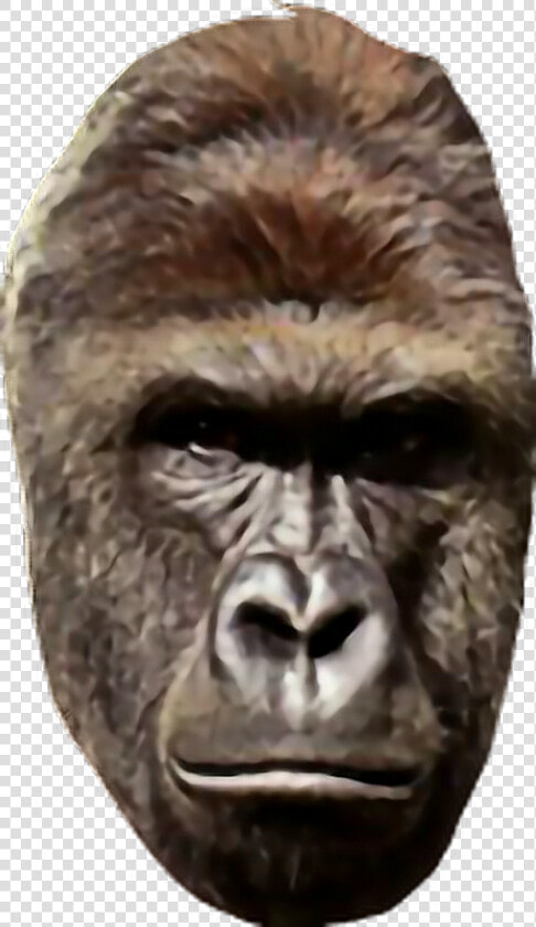  harambe  HD Png DownloadTransparent PNG