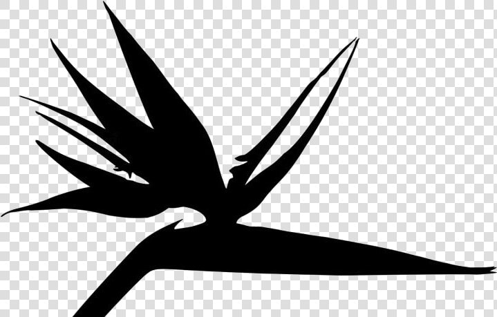 Transparent Bird Paradise Plant Logo  HD Png DownloadTransparent PNG