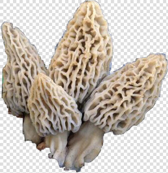  morel  mushrooms  morelmushrooms  shrooms  nature   Morchella Deliciosa  HD Png DownloadTransparent PNG