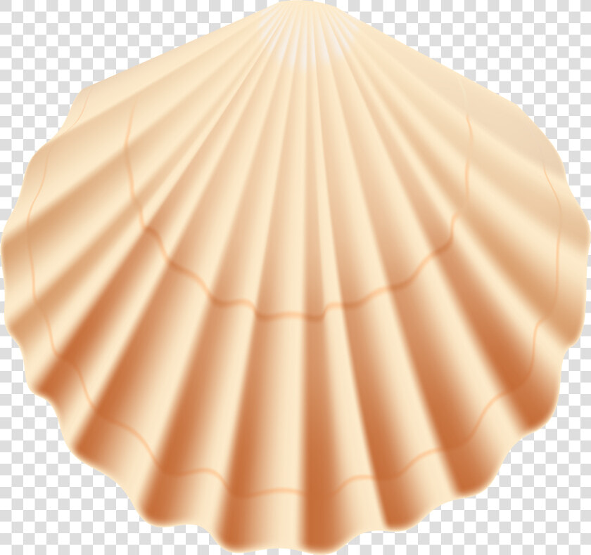 Transparent Sea Shell Clip Art   Transparent Background Seashells Clipart Png  Png DownloadTransparent PNG