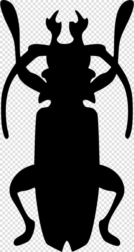 Beatle Nature Cockroach Roach  HD Png DownloadTransparent PNG