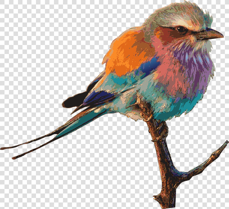 Bird Bright Color Drawing   Colourful Birds  HD Png DownloadTransparent PNG