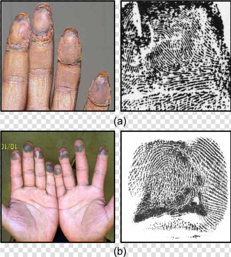 Fingerprints Png  Transparent PngTransparent PNG