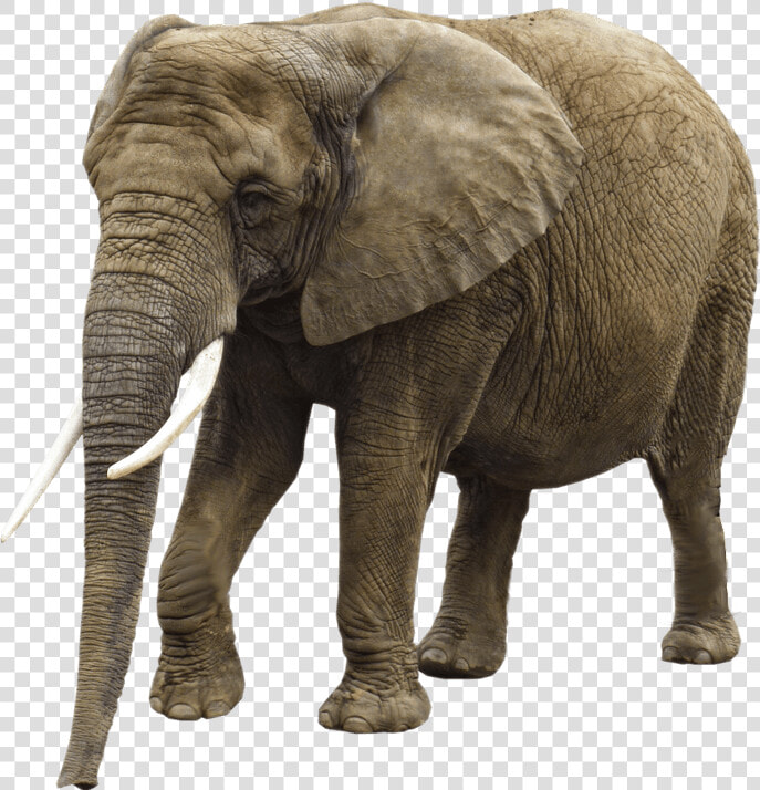 Girl Trampled By Elephant  HD Png DownloadTransparent PNG