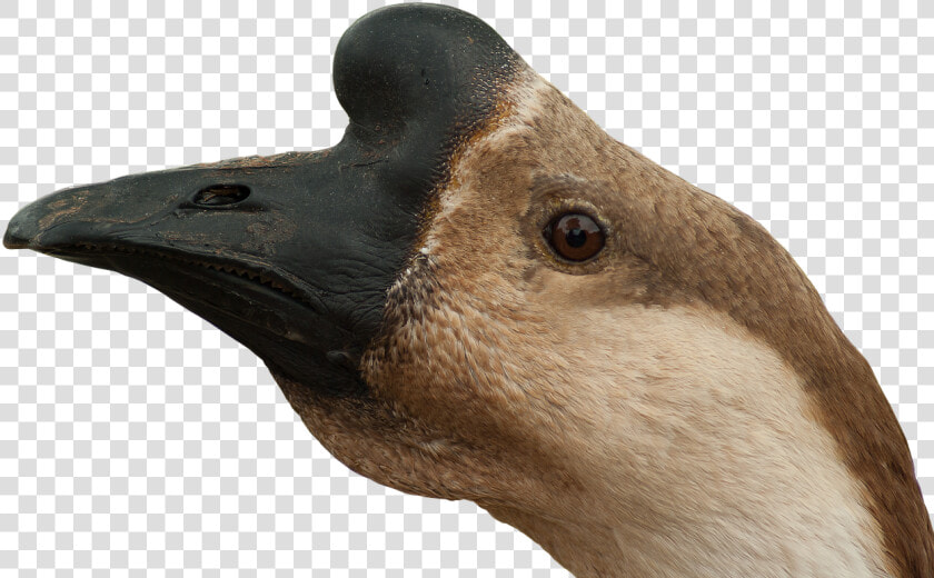 Ganso Cabeza Png   Png Download   Goose Head Png  Transparent PngTransparent PNG