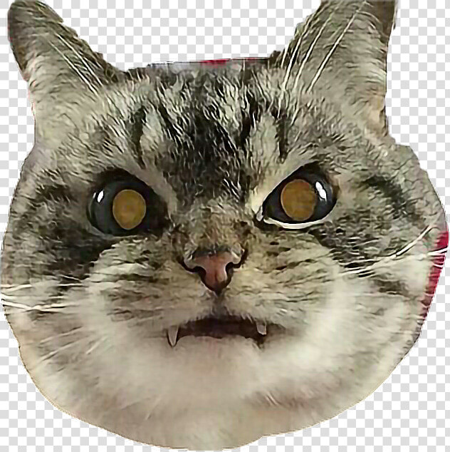  cat  angry  vampire  catselfie  freetoedit   Angry Cat Face Png  Transparent PngTransparent PNG