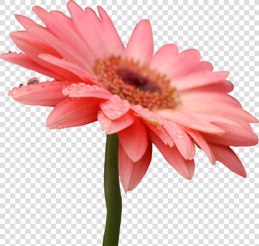 5 Png  Pixel   Flower Png Gerbera Daisy  Transparent PngTransparent PNG