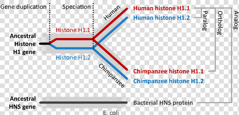 Homologous Sequence  HD Png DownloadTransparent PNG