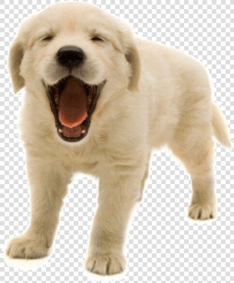 Livestock Guardian Dog   Happy Dogs Png  Transparent PngTransparent PNG