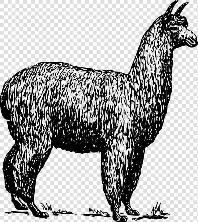 Alpaca Png  Transparent PngTransparent PNG