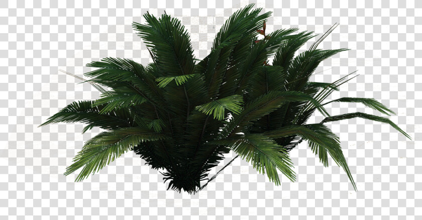 Png Ferns Clipart   Borassus Flabellifer  Transparent PngTransparent PNG