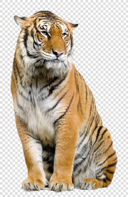 Jaguar Felidae Leopard Bengal Tiger Lion Clipart   Bengal Tiger Transparent Background  HD Png DownloadTransparent PNG