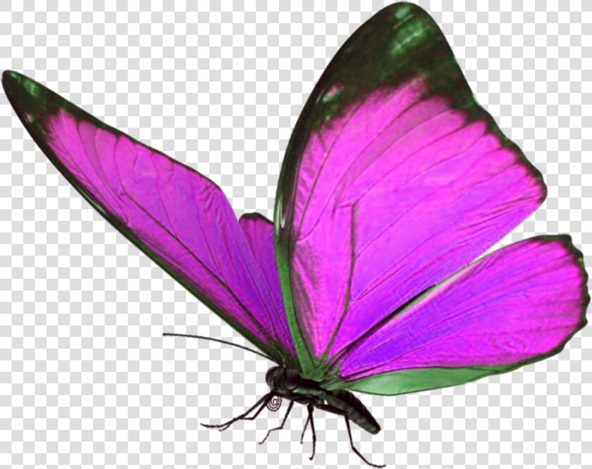 Transparent Butterflys Png   Blue Light Butterfly Png  Png DownloadTransparent PNG